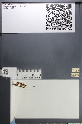 Media type: image; Entomology 523690